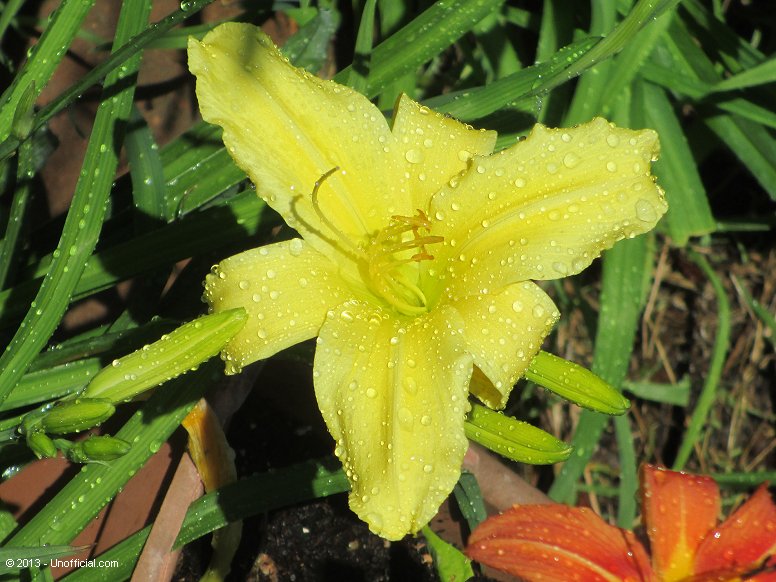 Day Lily in northwest Travis County, Texas