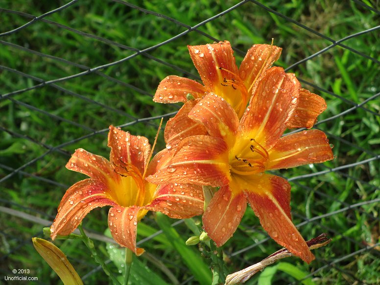 Day lilies in northwest Travis County, Texas