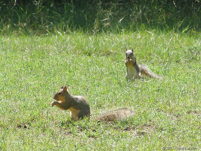 Front yard visitors in northwest Travis County, Texas