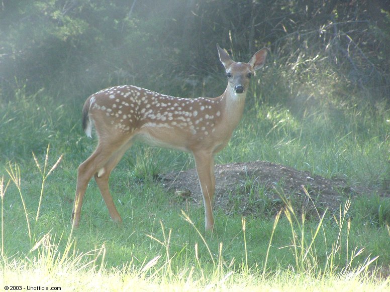 Whitetail Fawn in northwest Travis County, Texas
