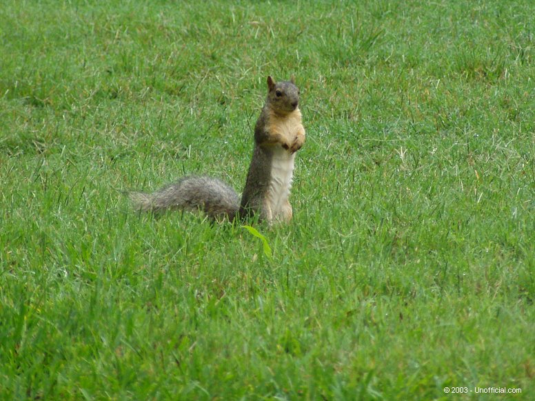 Squirrel in northwest Travis County, Texas