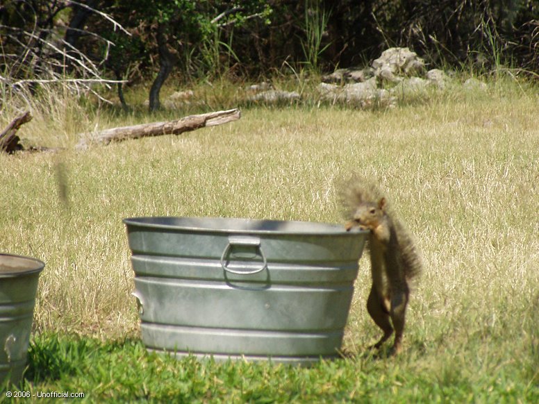 Squirrel in northwest Travis County, Texas