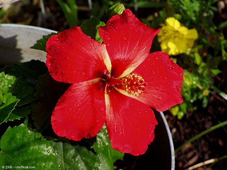 Hibiscus in northwest Travis County, Texas