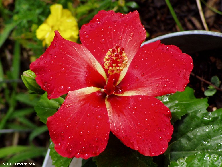Hibiscus in northwest Travis County, Texas