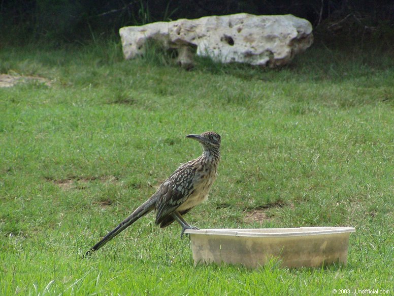Roadrunner in northwest Travis County, Texas