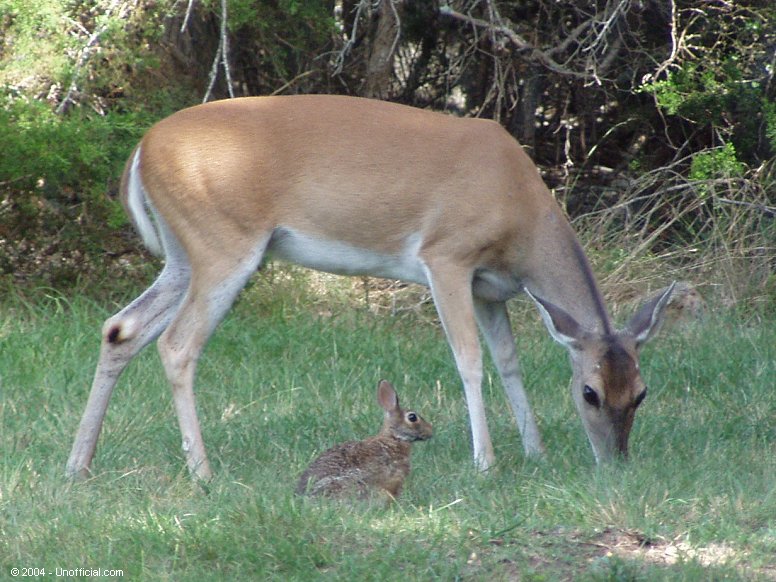 Front yard pals in northwest Travis County, Texas