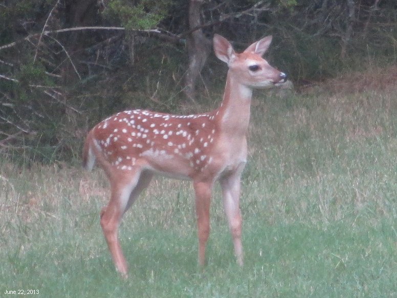 New arrival for spring in northwest Travis County, Texas