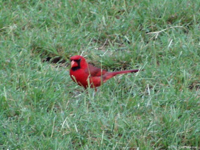 St. Louis Cardinal in northwest Travis County, Texas