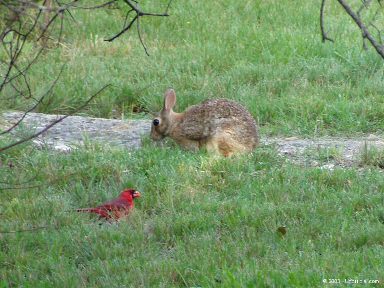 Front yard friends in northwest Travis County, Texas