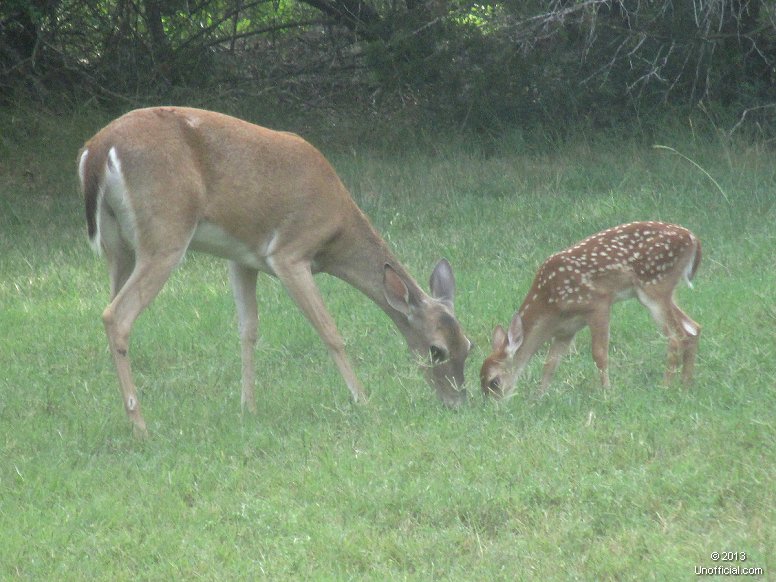 Recent arrival in northwest Travis County, Texas