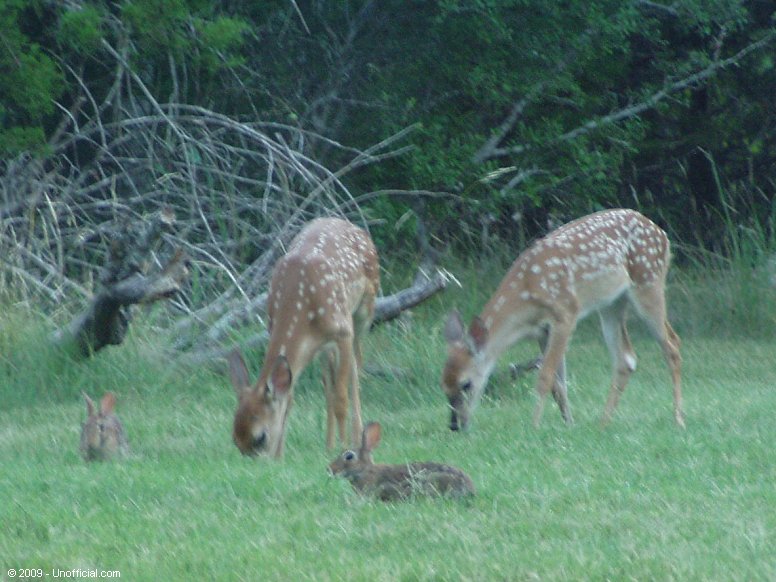 Bambi & Thumper X2 in northwest Travis County, Texas