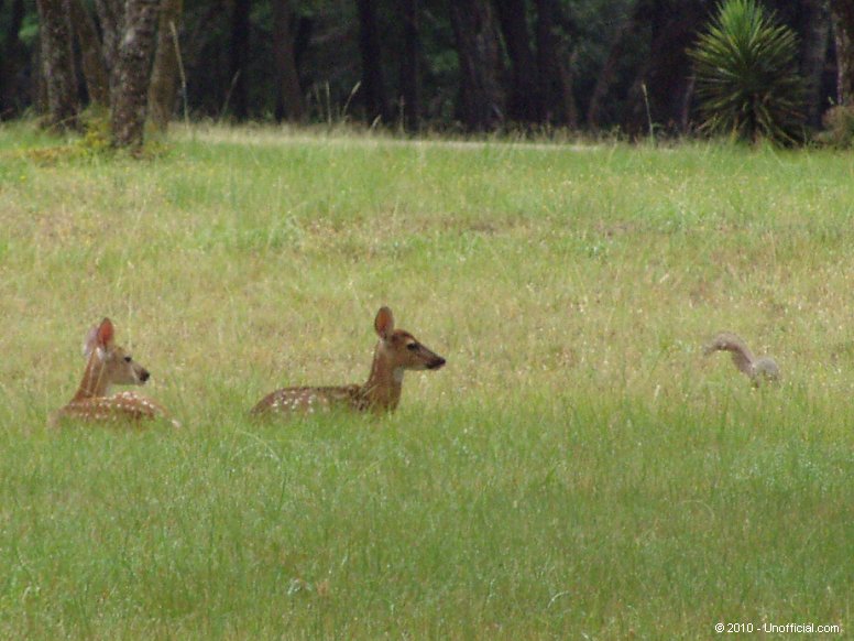 Fawns and Squirrel in northwest Travis County, Texas