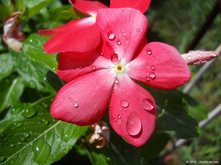 Vinca Bloom in northwest Travis County, Texas