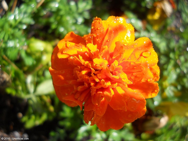 Marigold in northwest Travis County, Texas