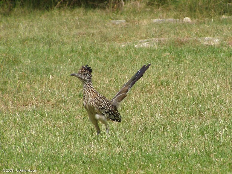 Roadrunner in northwest Travis County, Texas