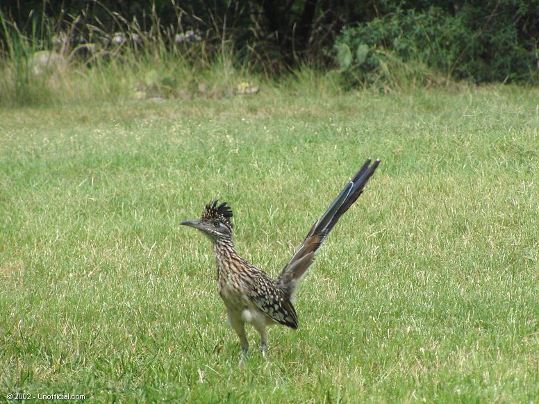 Roadrunner in northwest Travis County, Texas