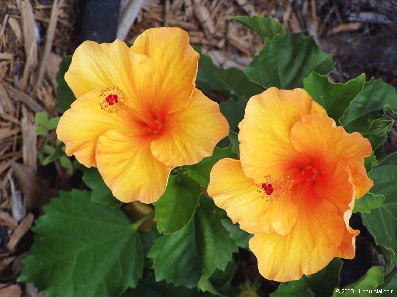 Hibiscus in northwest Travis County, Texas