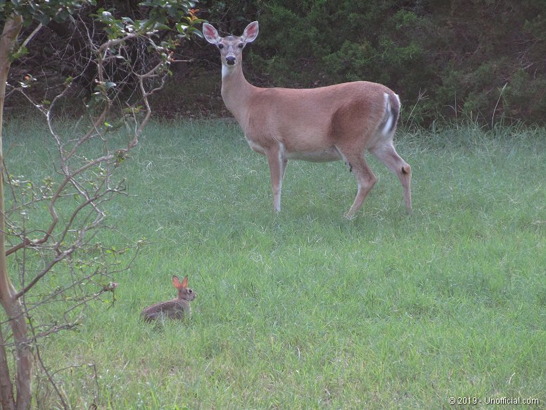 Front yard pals in northwest Travis County, Texas