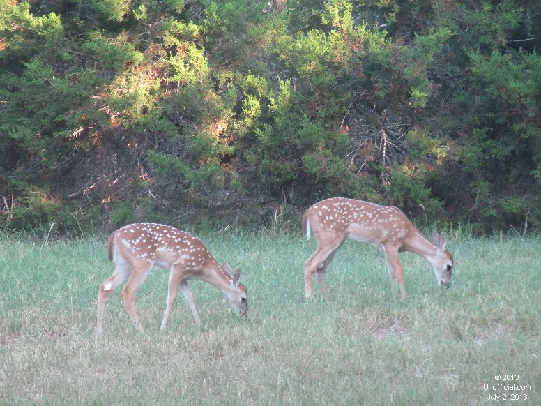 Twins in northwest Travis County, Texas