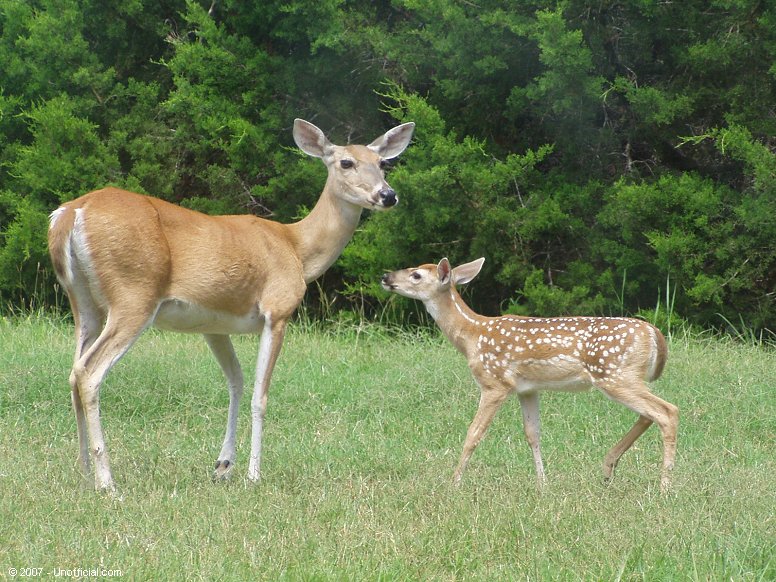 Front yard visitors in northwest Travis County, Texas