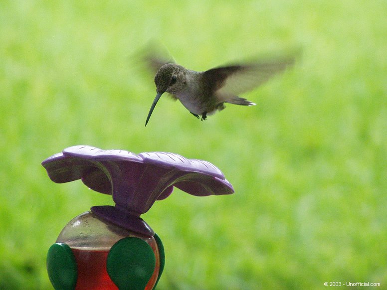 Ruby-Throated Hummingbird in northwest Travis County, Texas