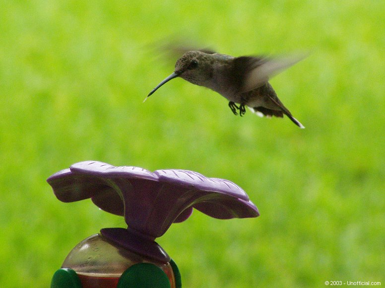Hummer in northwest Travis County, Texas