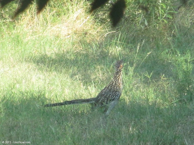 Roadrunner in northwest Travis County, Texas
