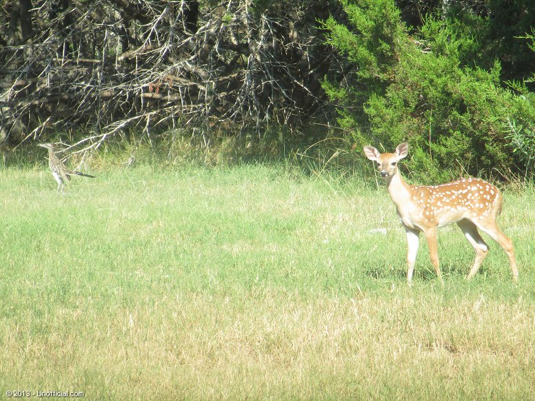 Road Runner and friend in northwest Travis County, Texas