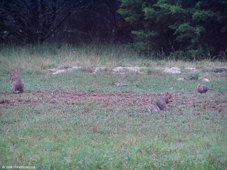 Lunchtime in northwest Travis County, Texas