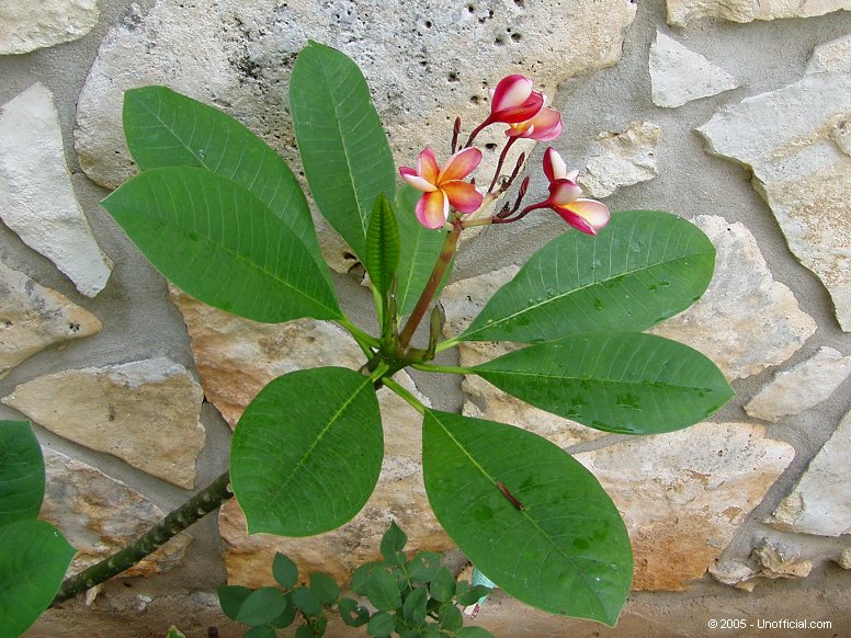 Plumeria in northwest Travis County, Texas