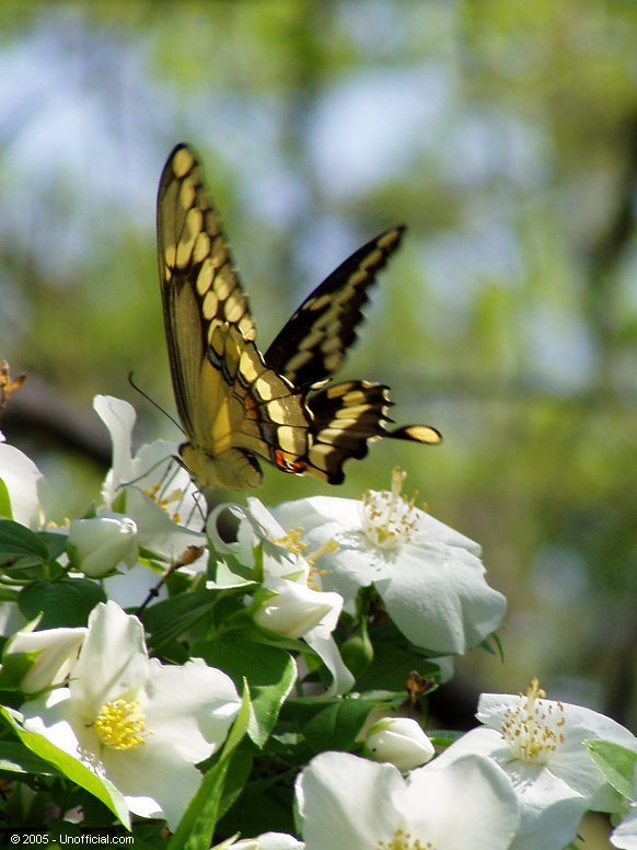 Butterfly in dogwood, in northwest Travis County, Texas