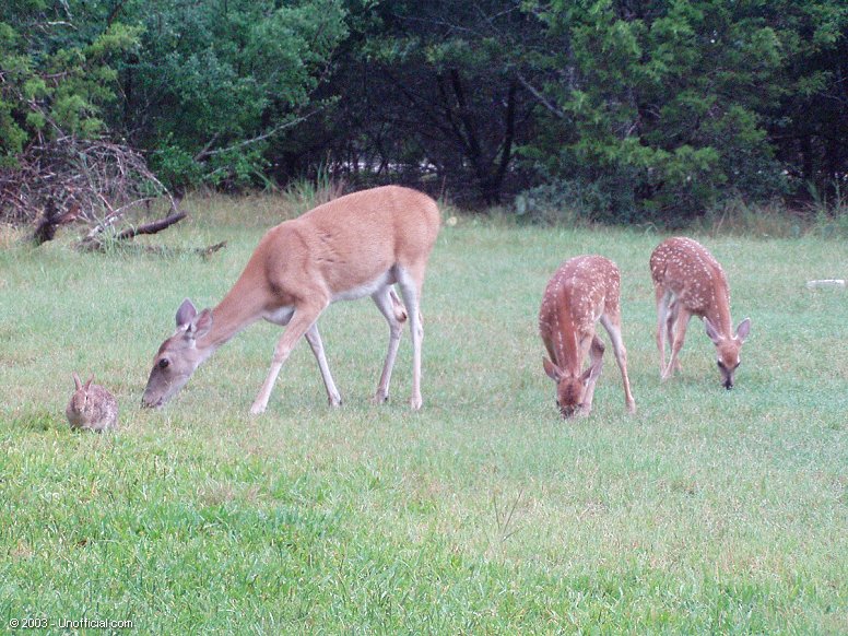 Front yard buffet in northwest Travis County, Texas