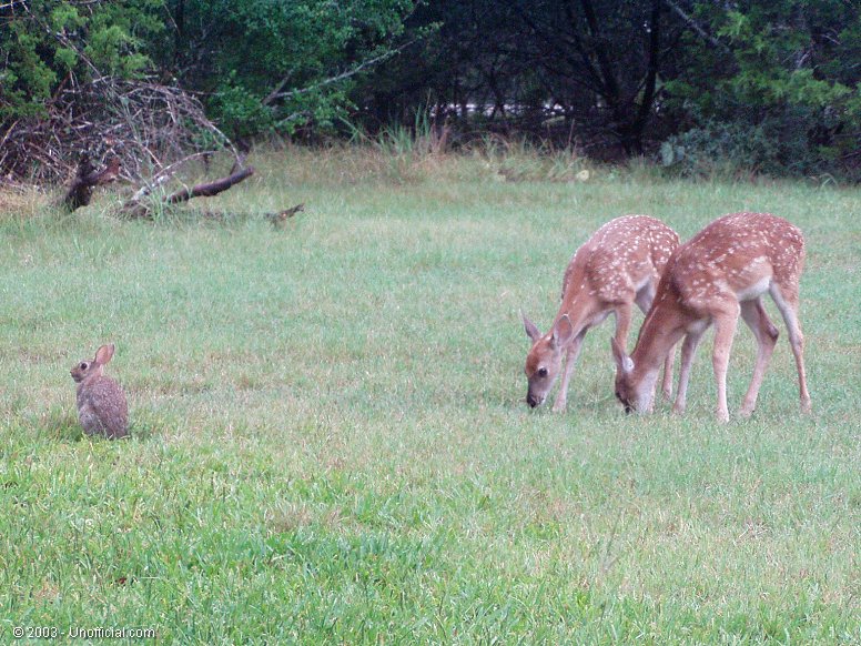 Front yard visitors in northwest Travis County, Texas
