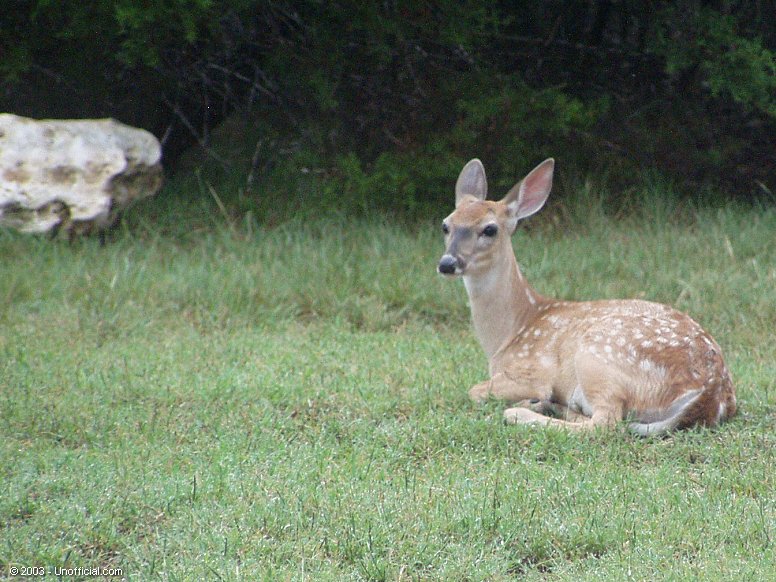 Fawn in northwest Travis County, Texas