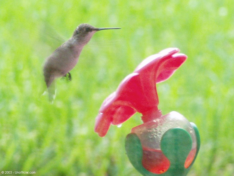 Hummer in northwest Travis County, Texas