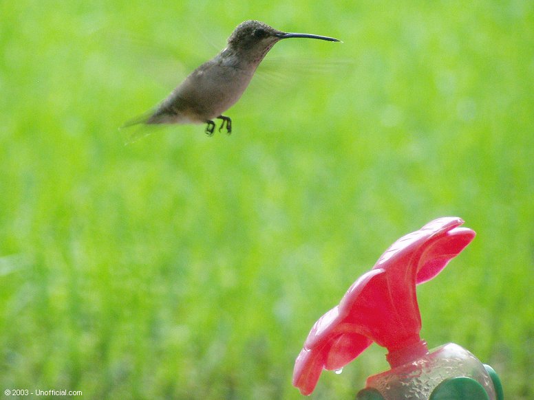 Hummingbird in northwest Travis County, Texas