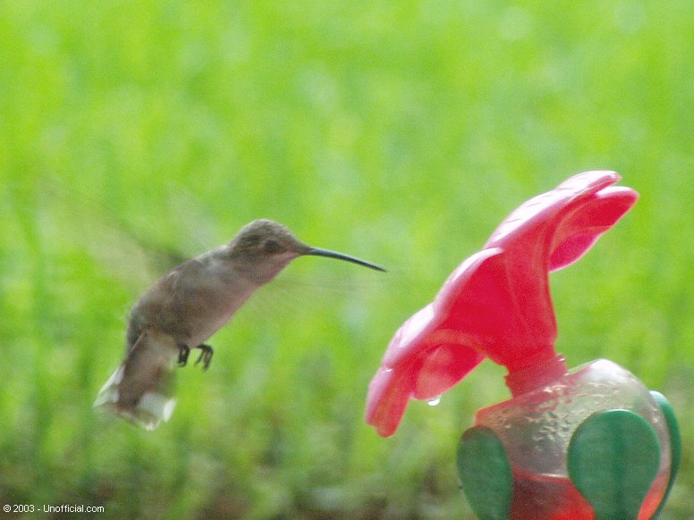 Hummingbird in northwest Travis County, Texas