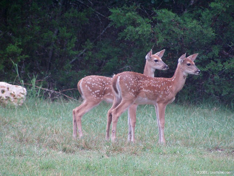 Twins in northwest Travis County, Texas