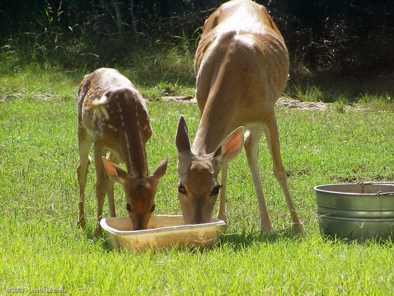 Thirsty in northwest Travis County, Texas