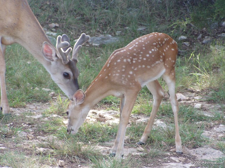 Front Yard Friends in northwest Travis County, Texas