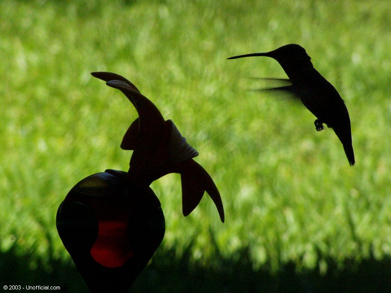 Hummingbird in northwest Travis County, Texas