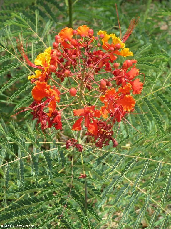 Pride of Barbados plant at Lake Travis, Texas