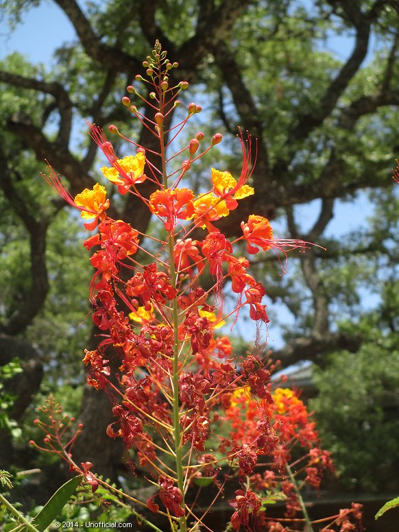 Pride of Barbados at Lake Travis, Texas