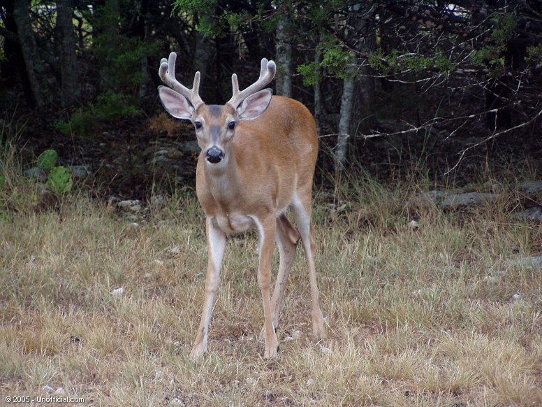 Velvet Antlers in northwest Travis County, Texas