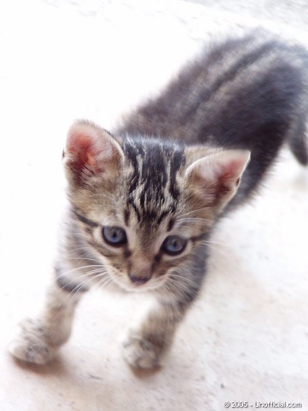 Soft Kitty in northwest Travis County, Texas