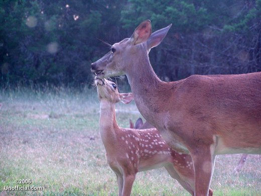 Front yard friends in northwest Travis County, Texas