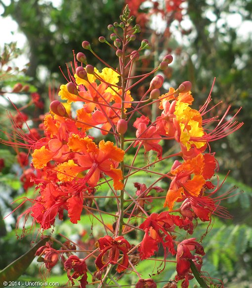 Pride of Barbados at Lakeway, Texas