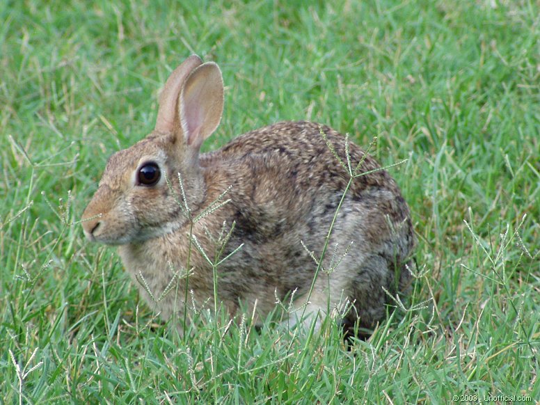 Cottontail in northwest Travis County, Texas