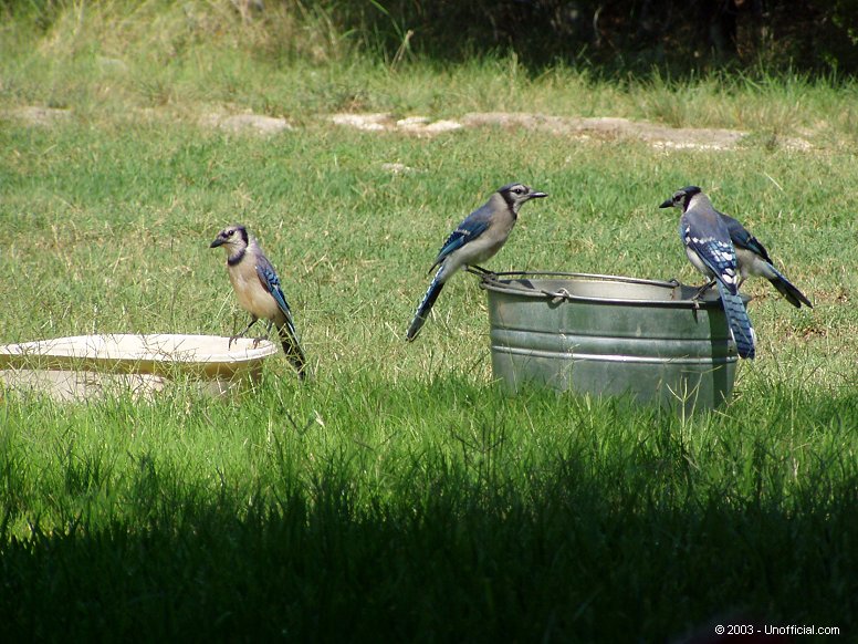 Texas Blue Jays in northwest Travis County, Texas