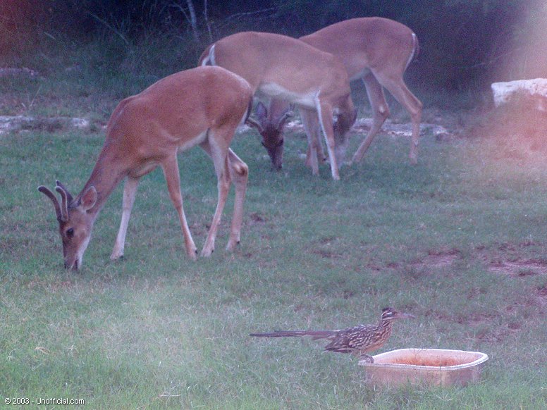 Roadrunner and deer in northwest Travis County, Texas